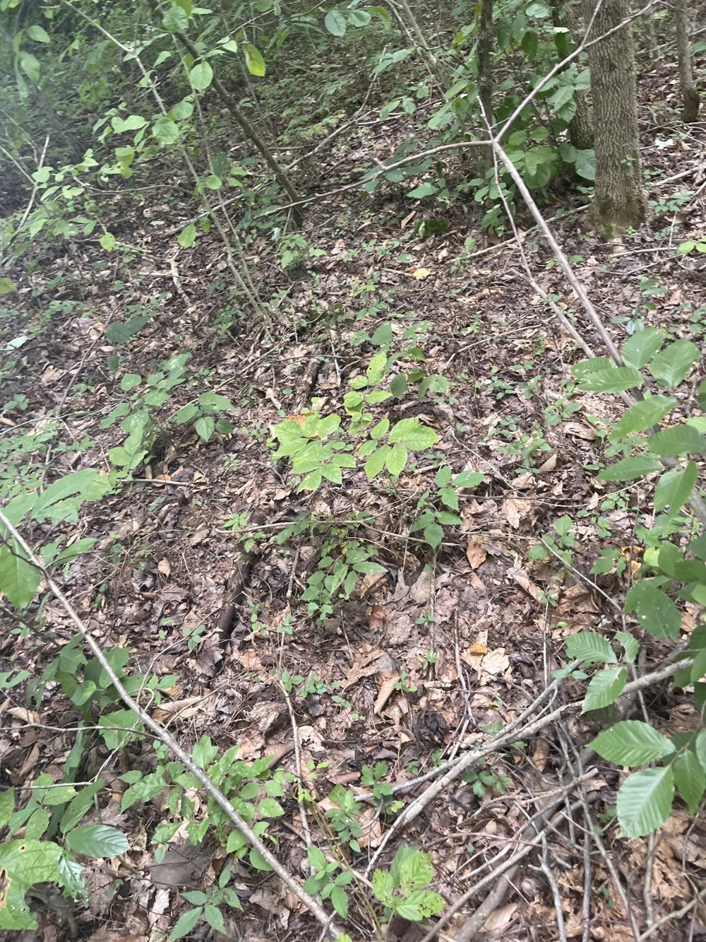 0 HWY 52 bypass west W Lafayette, TN 37083