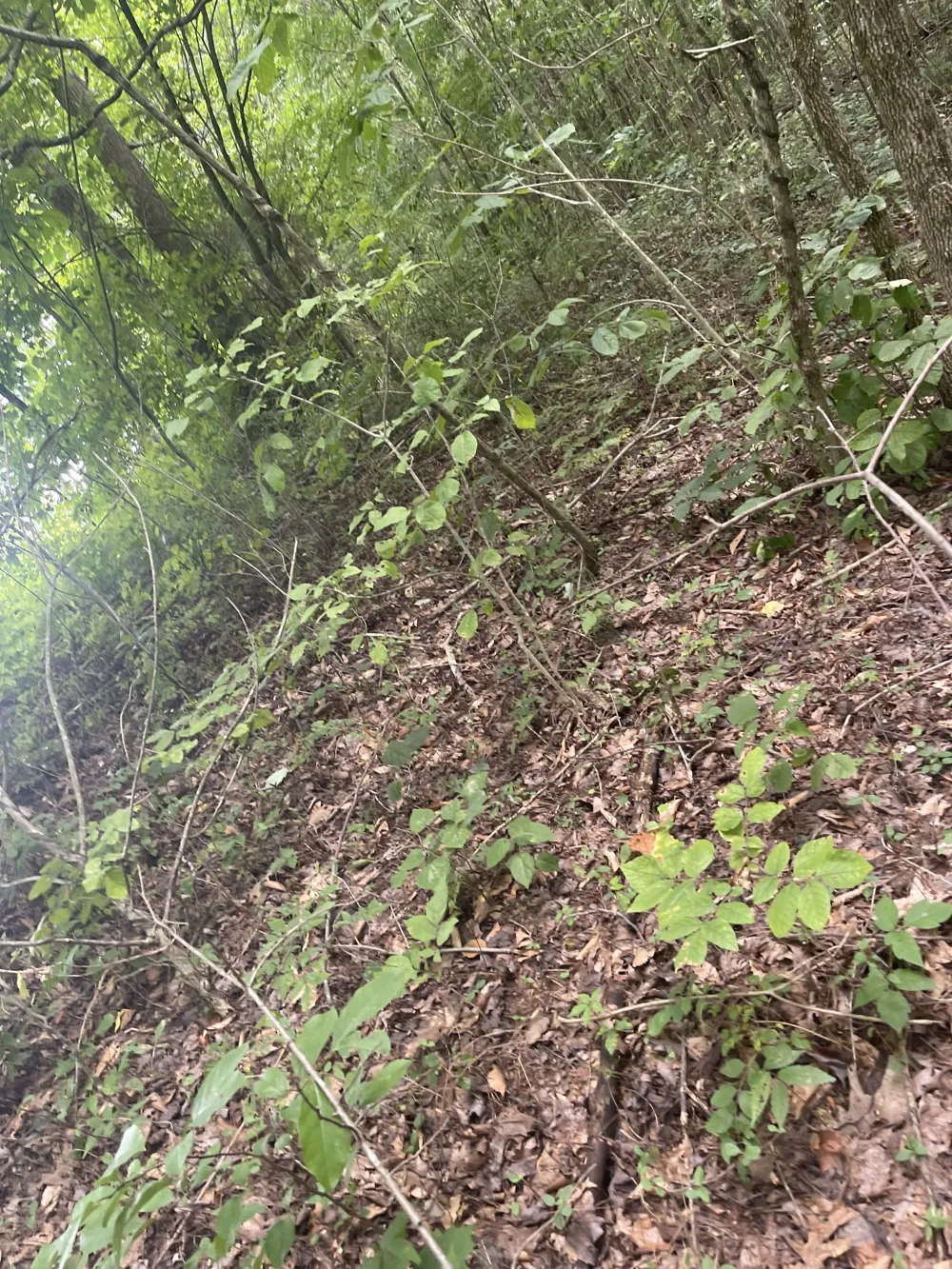 0 HWY 52 bypass west W Lafayette, TN 37083