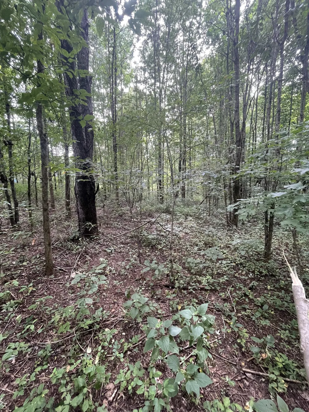 0 HWY 52 bypass west W Lafayette, TN 37083