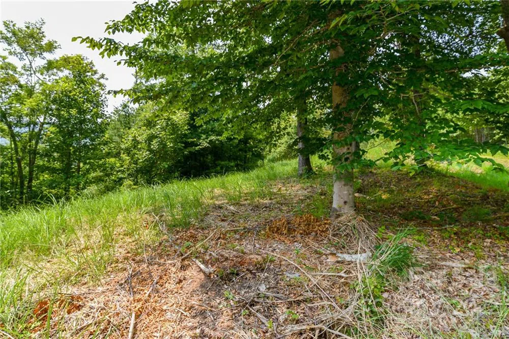 319 The Vines Boulevard #21 Marshall, NC 28753