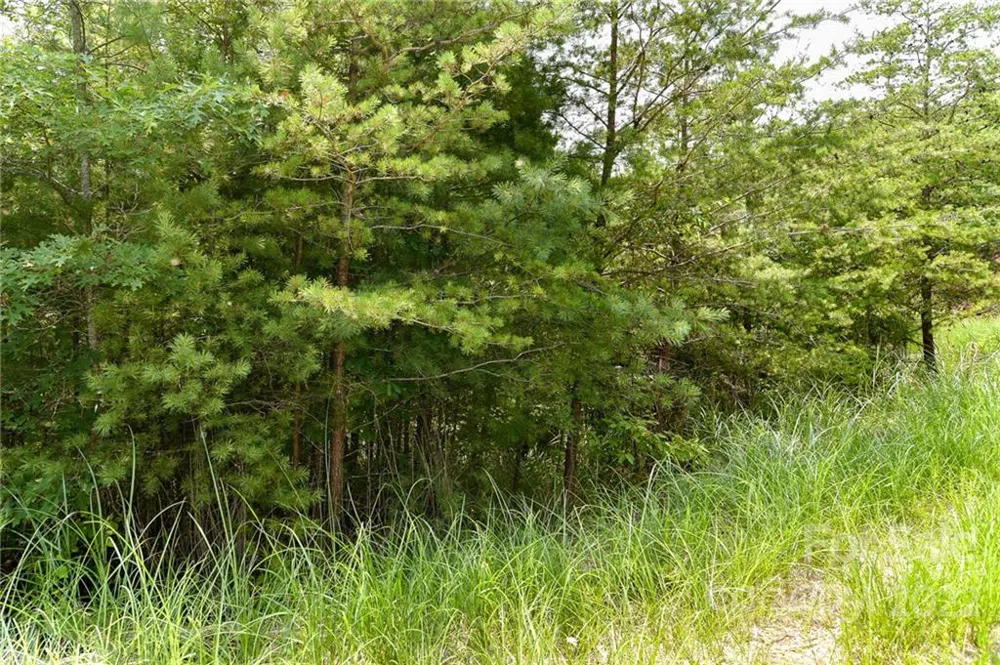 Lot 22 The Vines Boulevard #Lot 22 Marshall, NC 28753