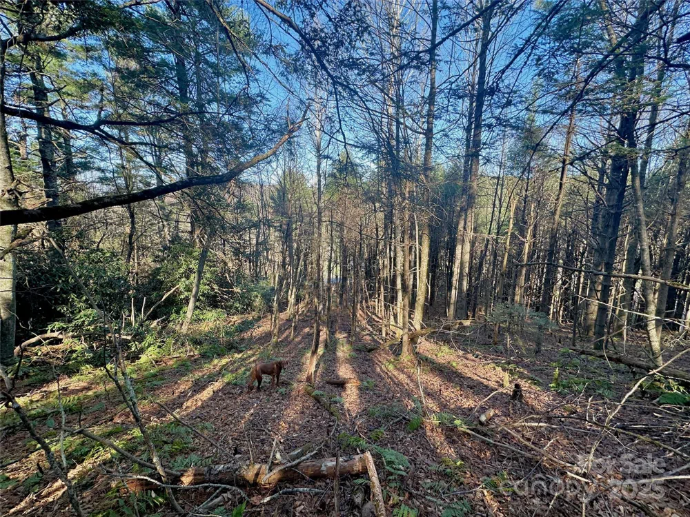 TBD George Hayes Road Boone, NC 28607
