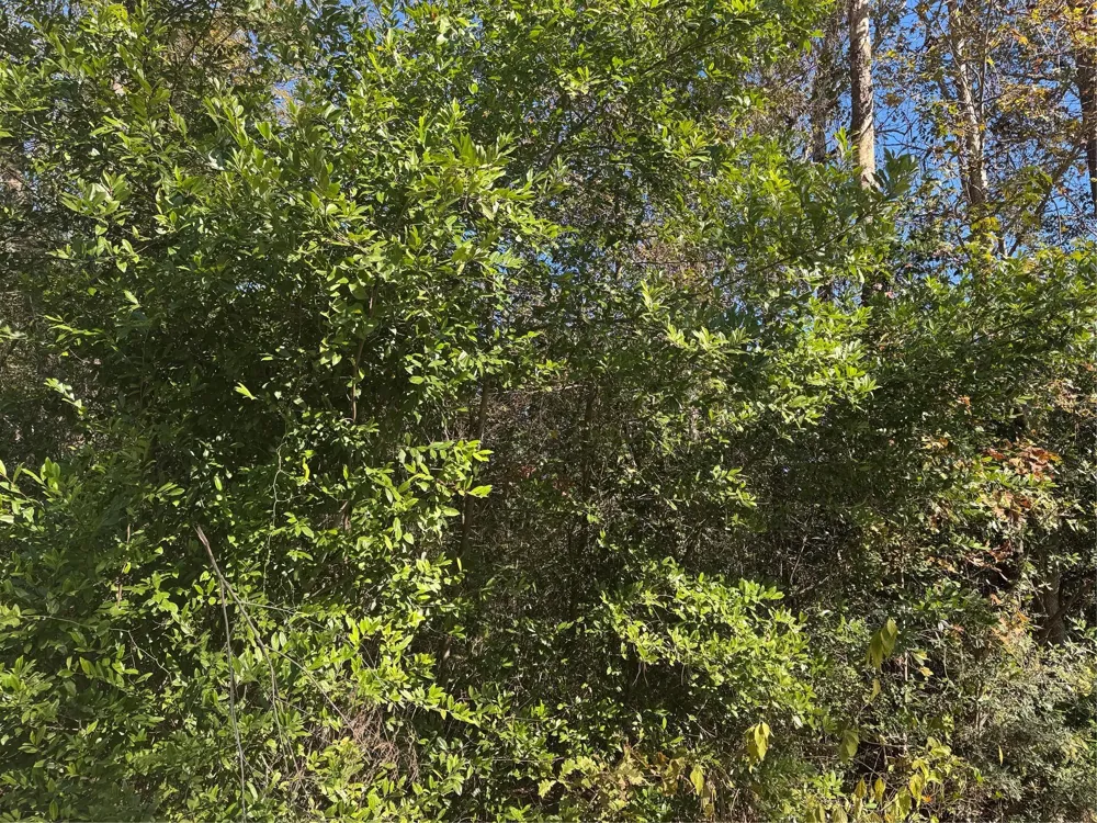 Lakeview Lane Shepherd, TX 77371