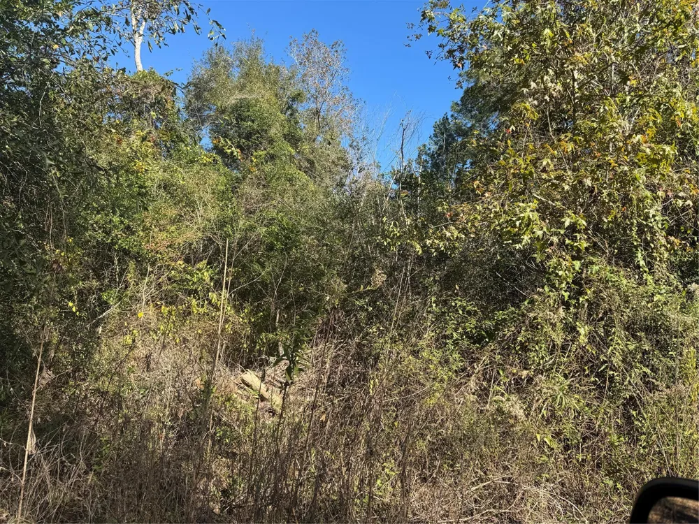Lakeview Lane Shepherd, TX 77371