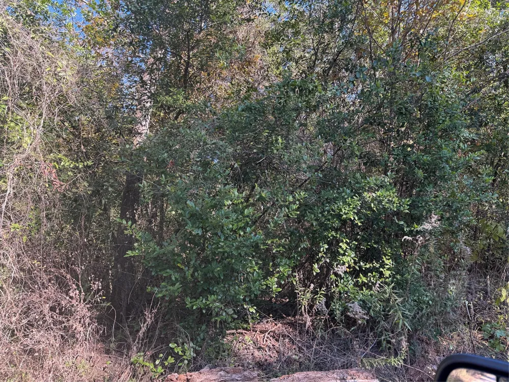 Lakeview Lane Shepherd, TX 77371