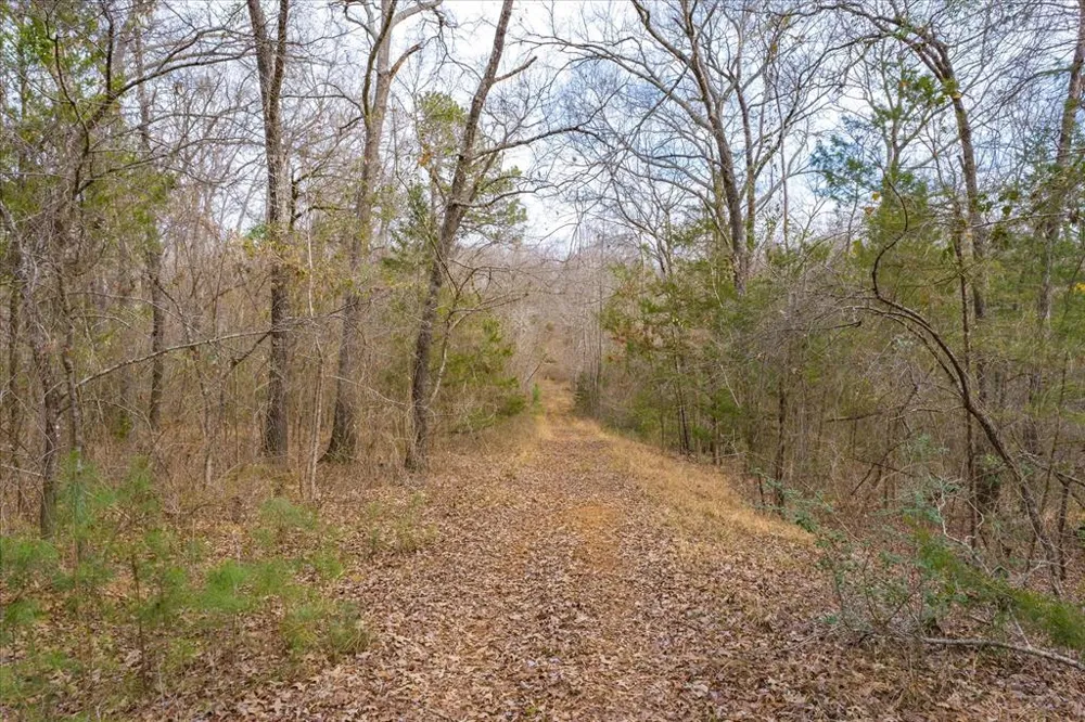 County Road 4917 Ben Wheeler, TX 75754