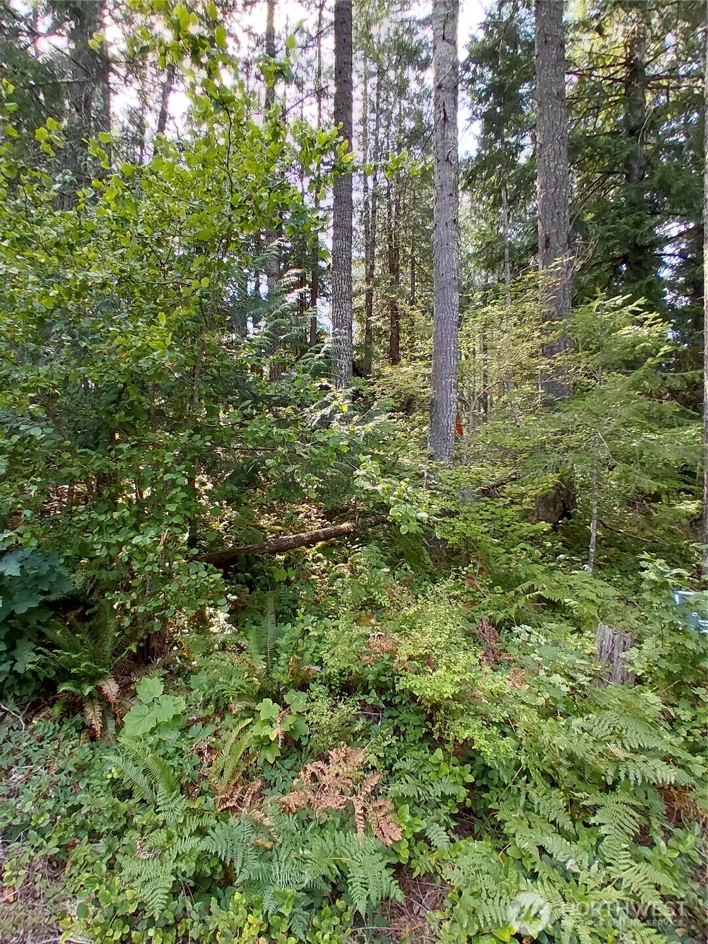 78 Fir Park Lane Packwood, WA 98361