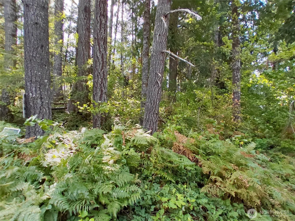 78 Fir Park Lane Packwood, WA 98361