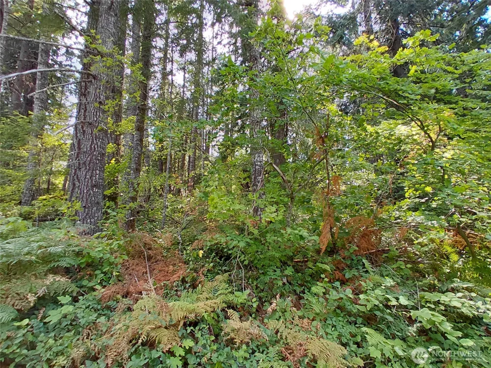 78 Fir Park Lane Packwood, WA 98361