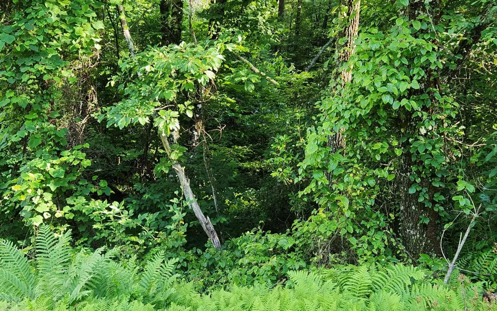 3.5AC Sassafras Ridge Road Turtletown, TN 37391
