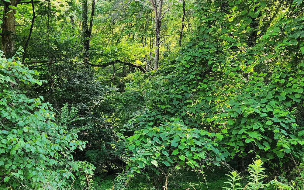 3.5AC Sassafras Ridge Road Turtletown, TN 37391
