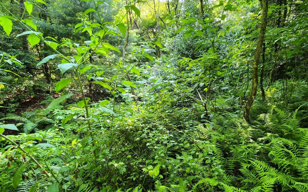 3.5AC Sassafras Ridge Road Turtletown, TN 37391
