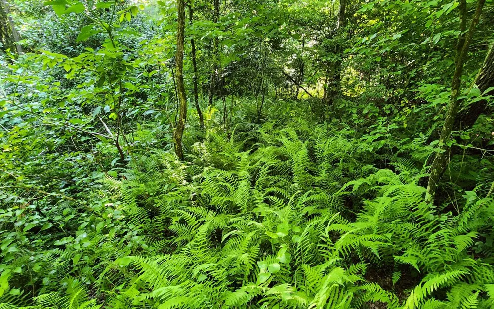3.5AC Sassafras Ridge Road Turtletown, TN 37391