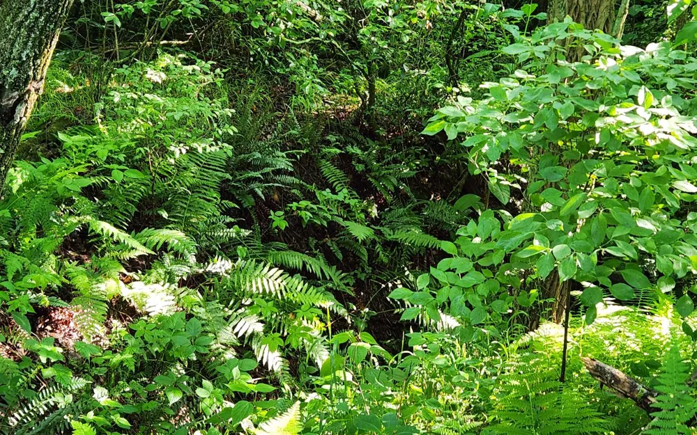 3.5AC Sassafras Ridge Road Turtletown, TN 37391