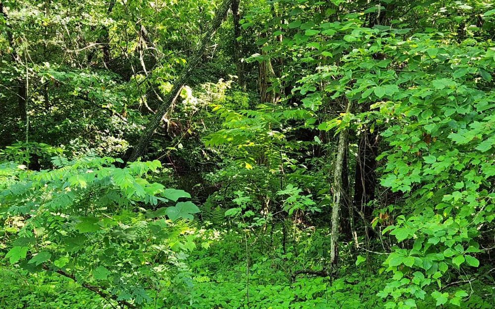 3.5AC Sassafras Ridge Road Turtletown, TN 37391