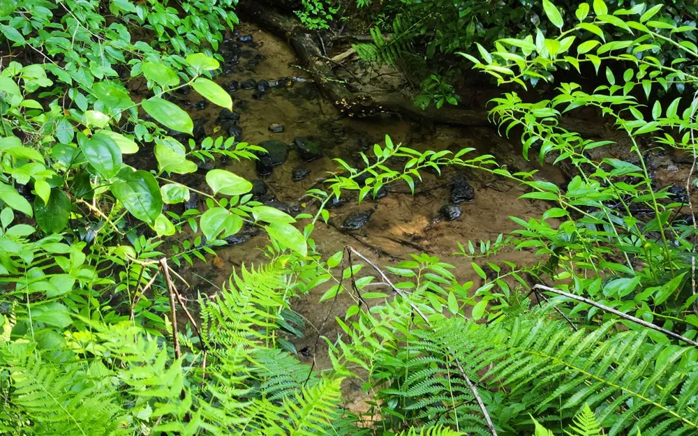 3.5AC Sassafras Ridge Road Turtletown, TN 37391