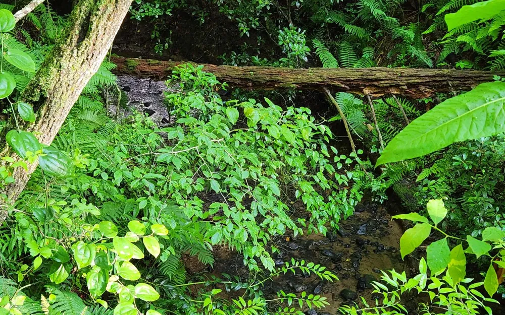 3.5AC Sassafras Ridge Road Turtletown, TN 37391