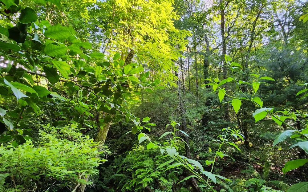 3.5AC Sassafras Ridge Road Turtletown, TN 37391