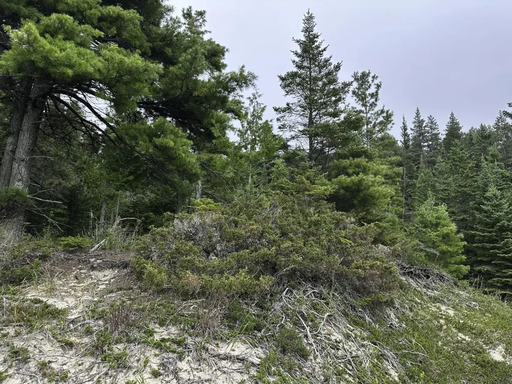 Mrs Reddings Trail Peaine Township, MI 49782