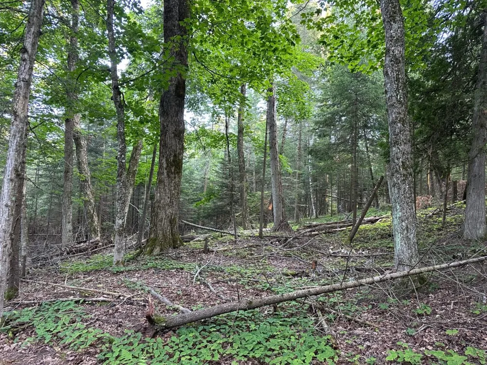 Mrs Reddings Trail Peaine Township, MI 49782