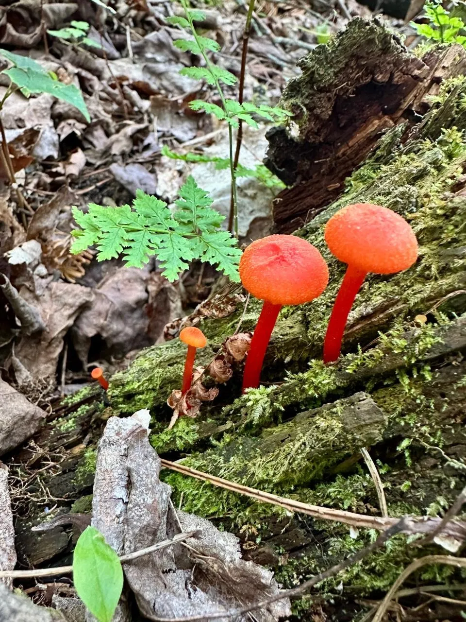 Mrs Reddings Trail Peaine Township, MI 49782