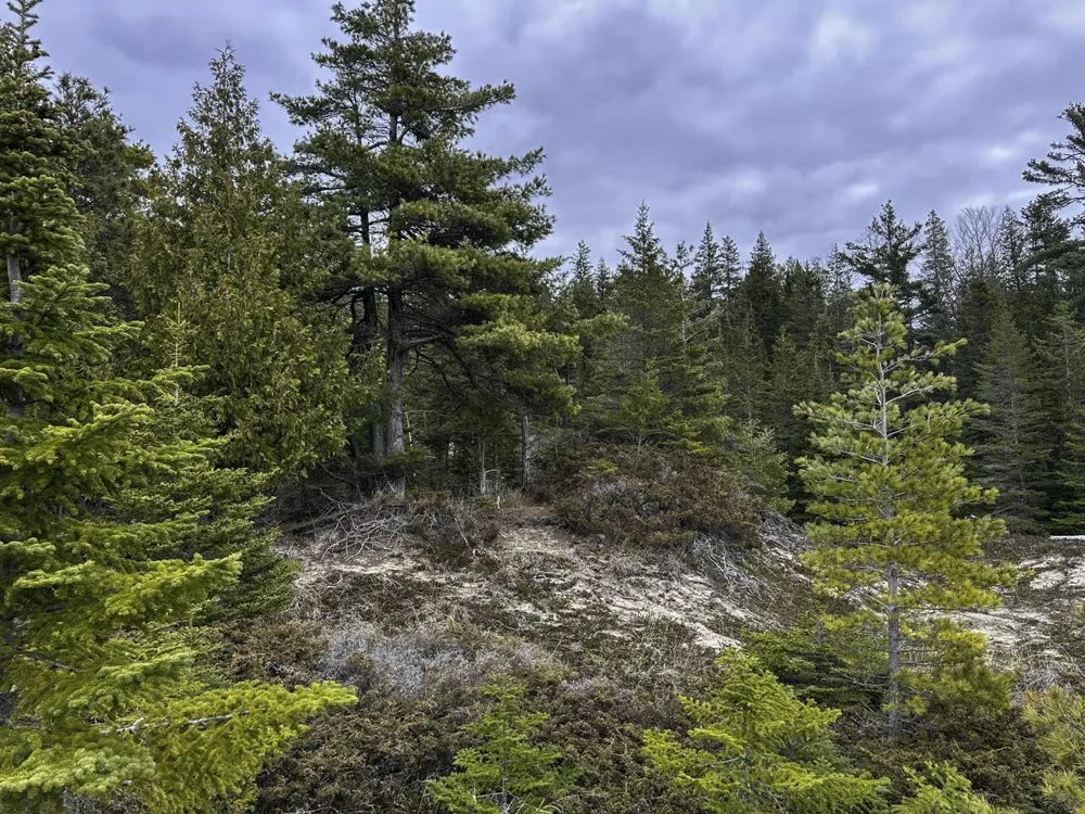 Mrs Reddings Trail Peaine Township, MI 49782