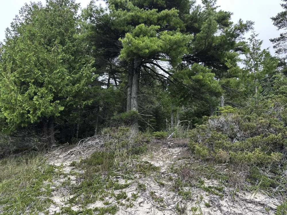 Mrs Reddings Trail Peaine Township, MI 49782