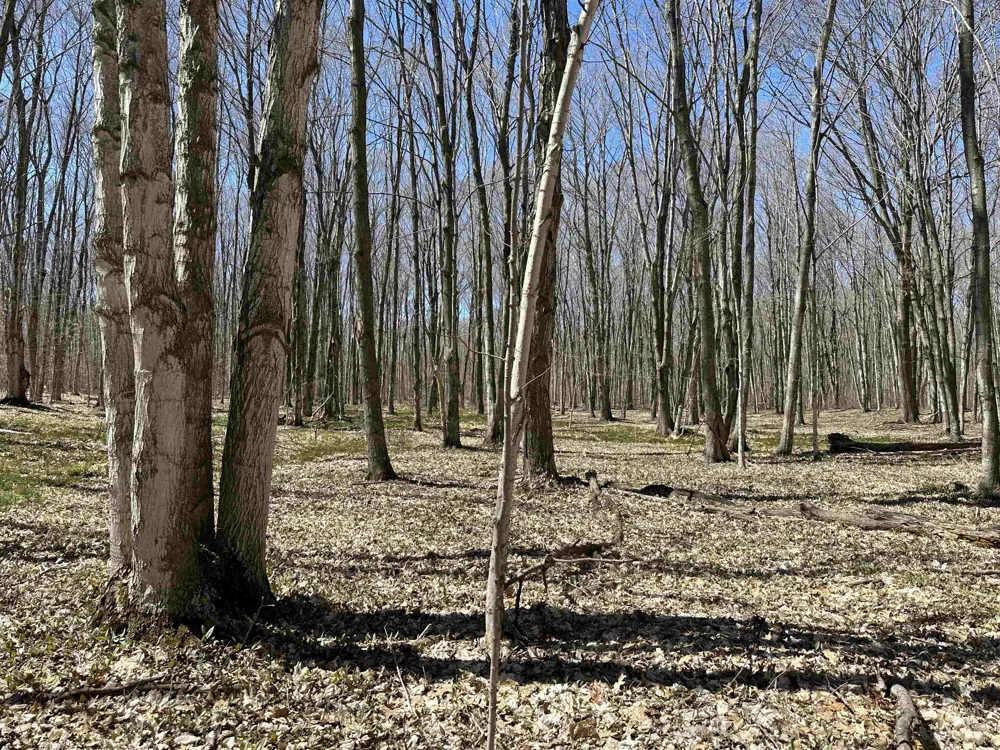 Beaver Island Road Peaine Township, MI 49782