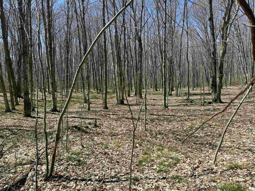 Beaver Island Road Peaine Township, MI 49782