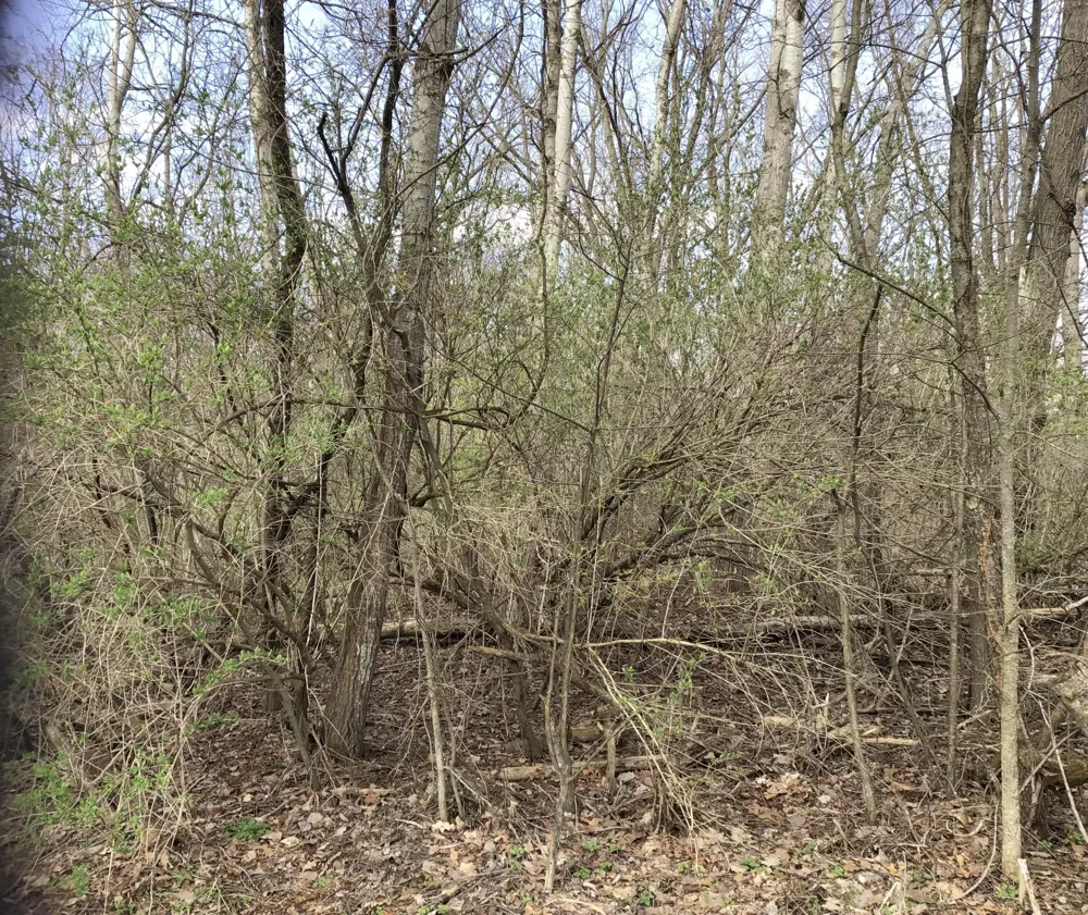 Briarwood Drive Otsego, MI 49078