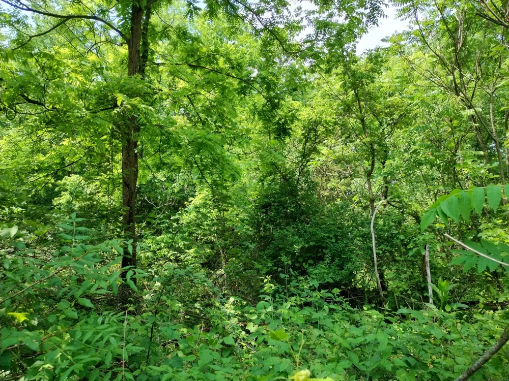 Briarwood Drive Otsego, MI 49078