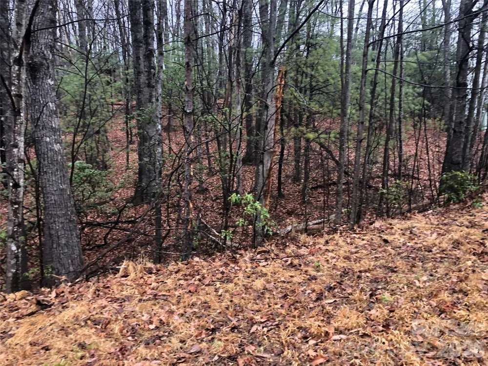 TBD Pepper Bush Road #105 Purlear, NC 28665