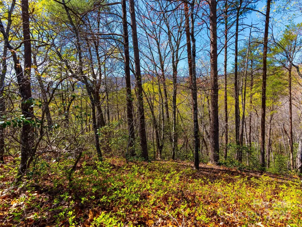 107 Deep Gap Road E Mill Spring, NC 28756