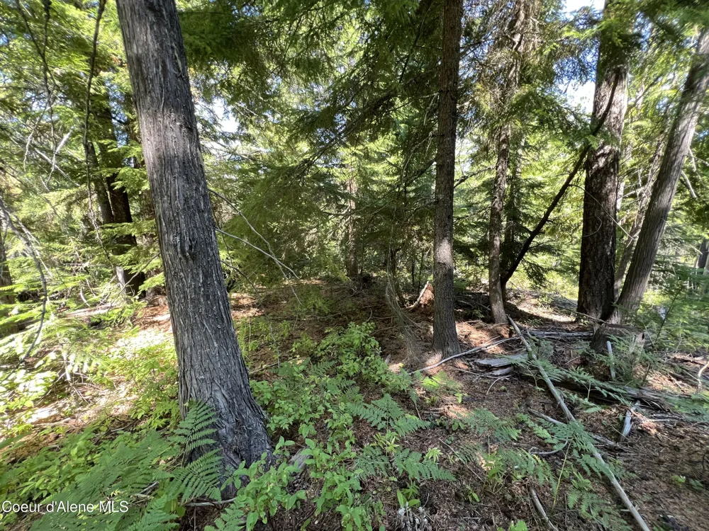 520 Alpine Drive Fernwood, ID 83830