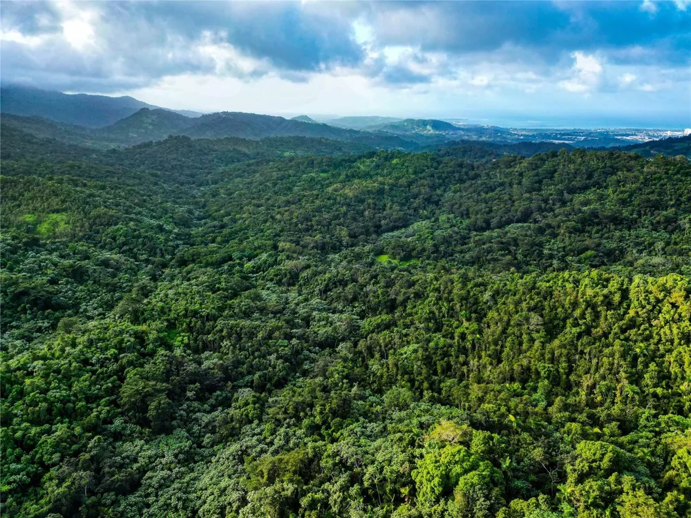 NARANJO WARD INT. PR 984 Fajardo, PR 00738