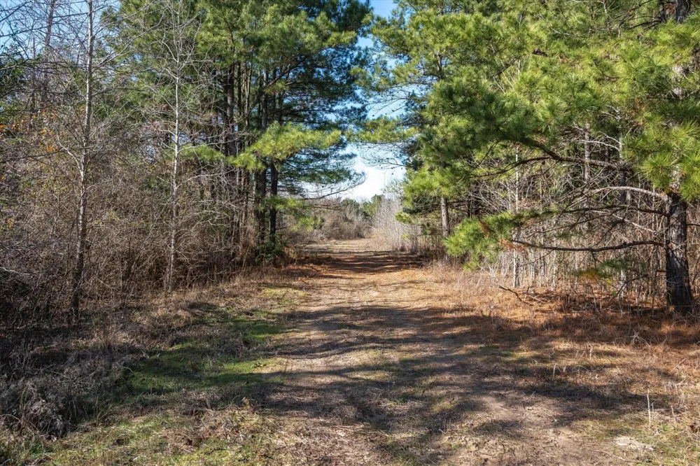 County Road 4812 Ben Wheeler, TX 75754