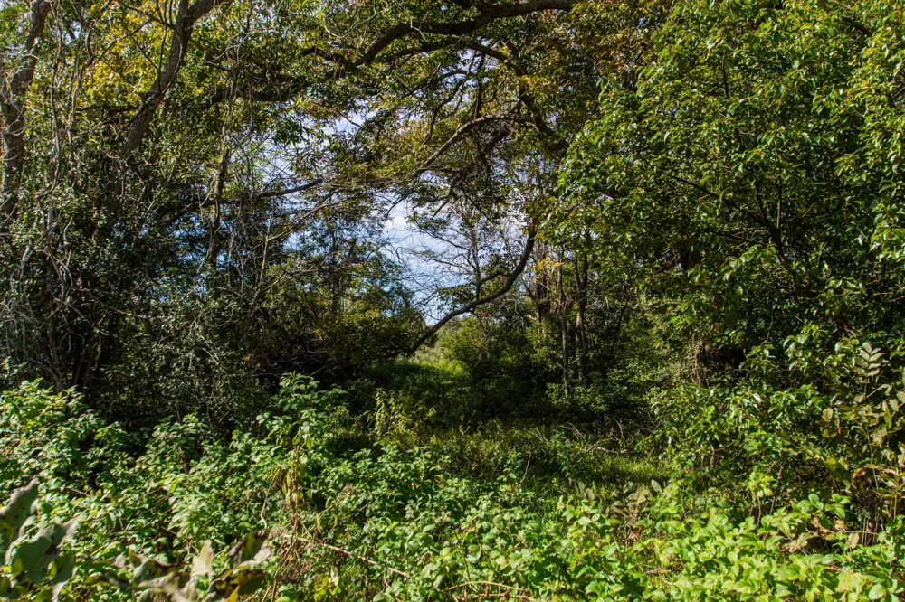 Hwy 36 Jones Creek, TX 77541
