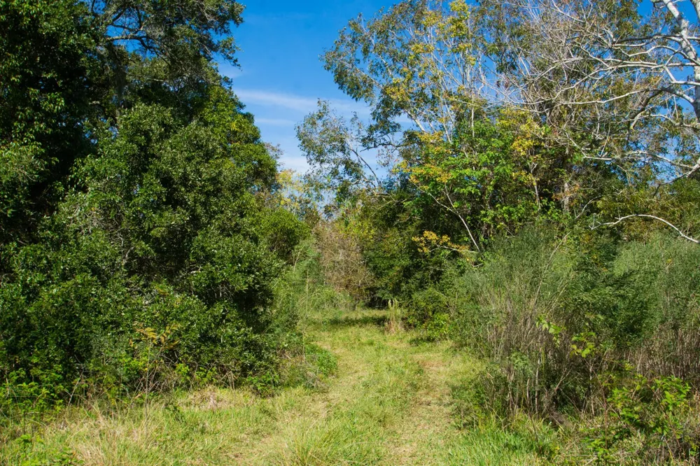 Hwy 36 Jones Creek, TX 77541