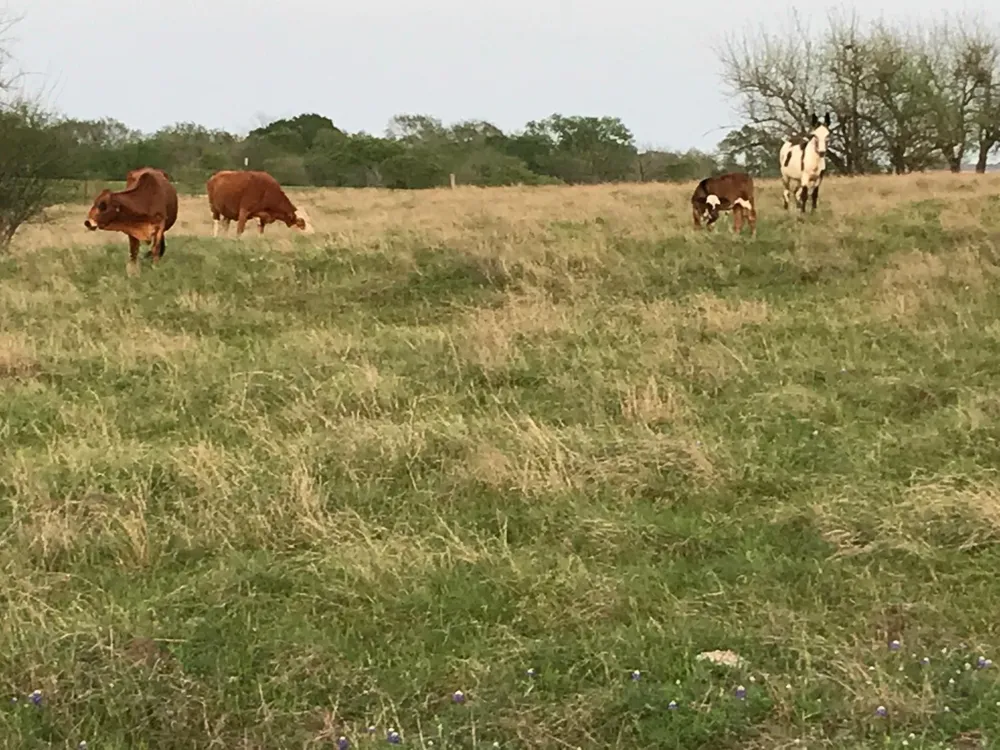 5796 Hurtig Road Bleiblerville, TX 78931