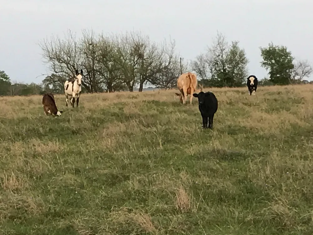 5796 Hurtig Road Bleiblerville, TX 78931