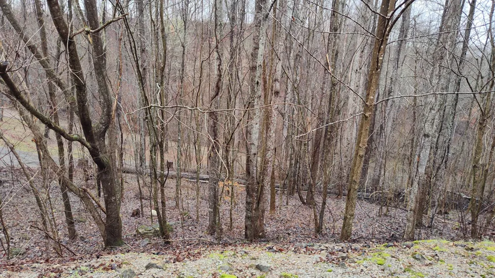 35 Bay View Dr Lancaster, TN 38569