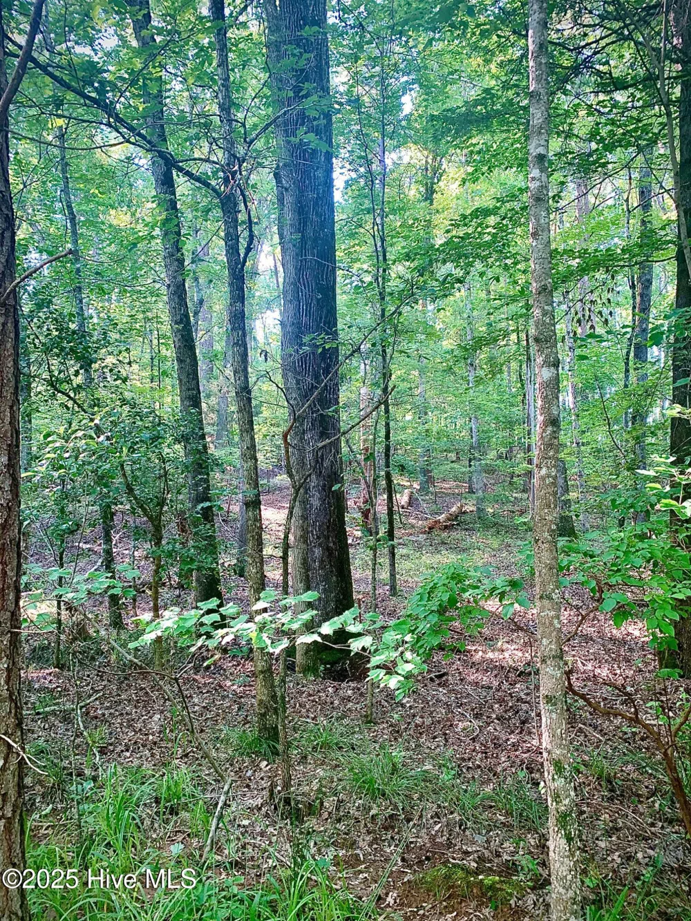 54 Palomino Road Carthage, NC 28327