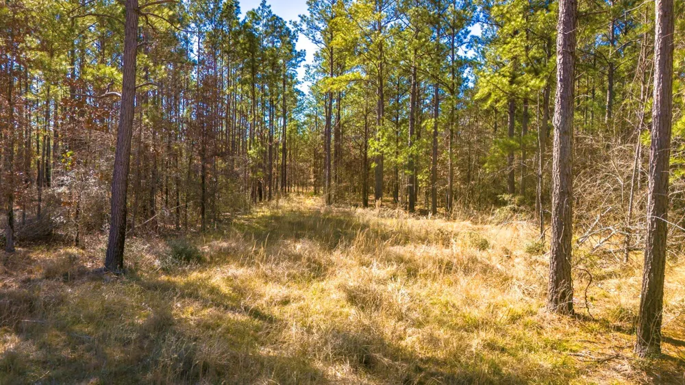 42 Sportsman Retreat Road Road Onalaska, TX 77360