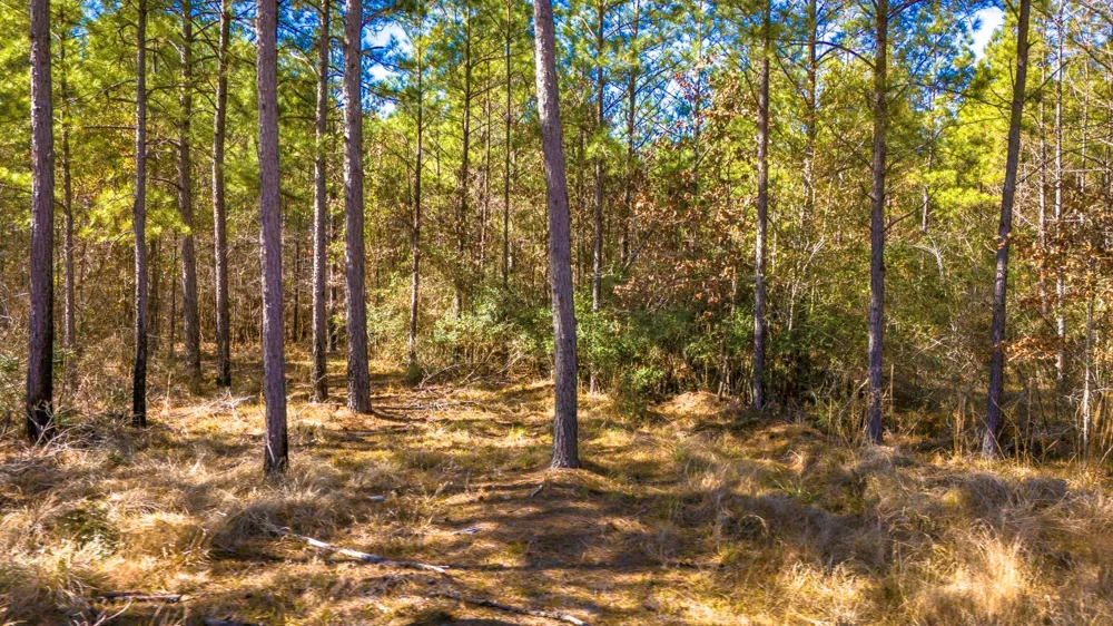 42 Sportsman Retreat Road Road Onalaska, TX 77360