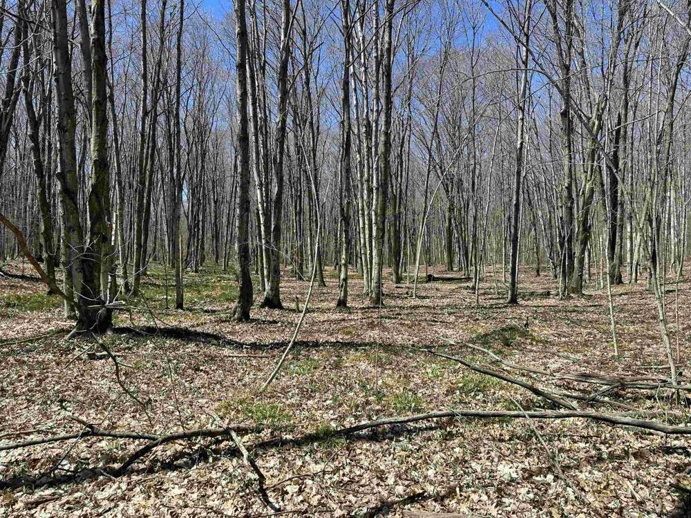 West Side Drive Peaine Township, MI 49782