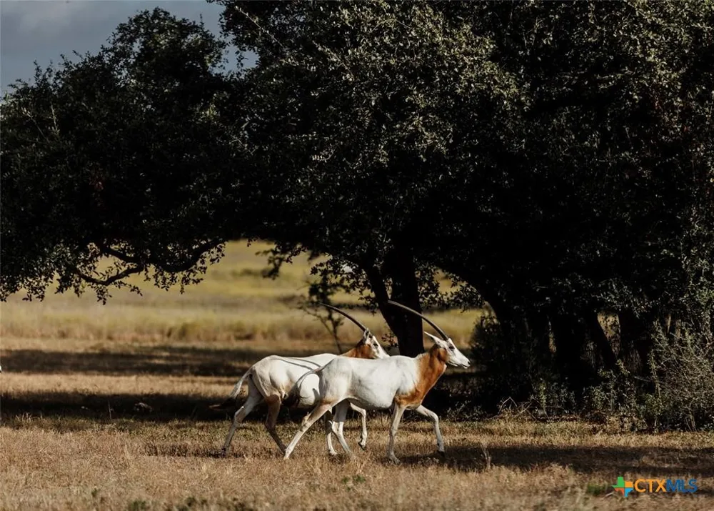 1 Legacy Hills Drive Johnson City, TX 78636
