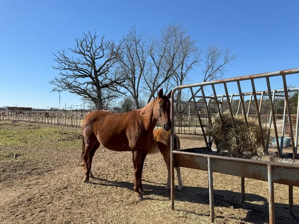 302 VZ County Road 4910 Ben Wheeler, TX 75754