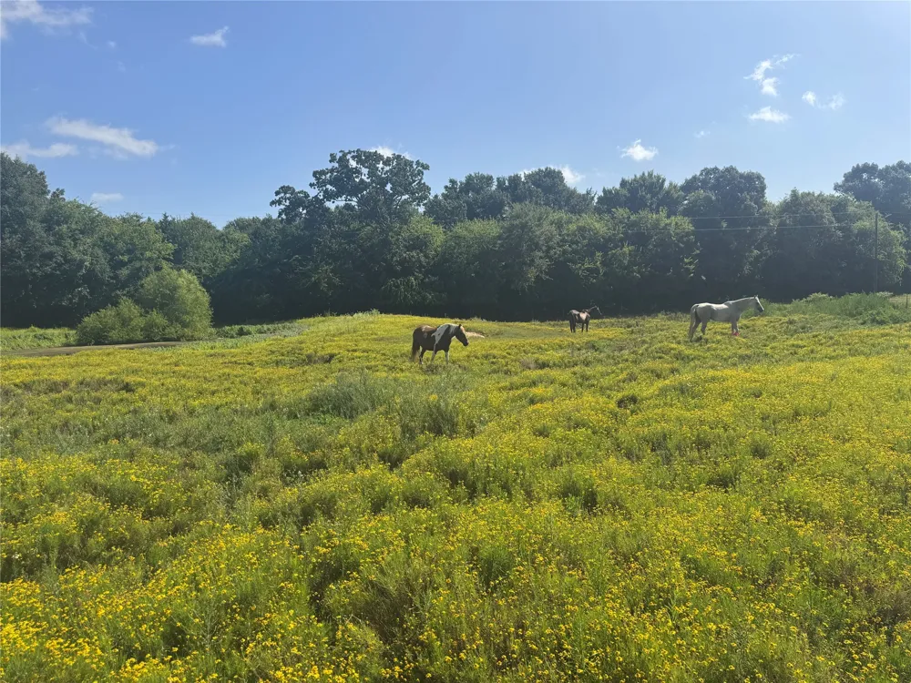 302 VZ County Road 4910 Ben Wheeler, TX 75754