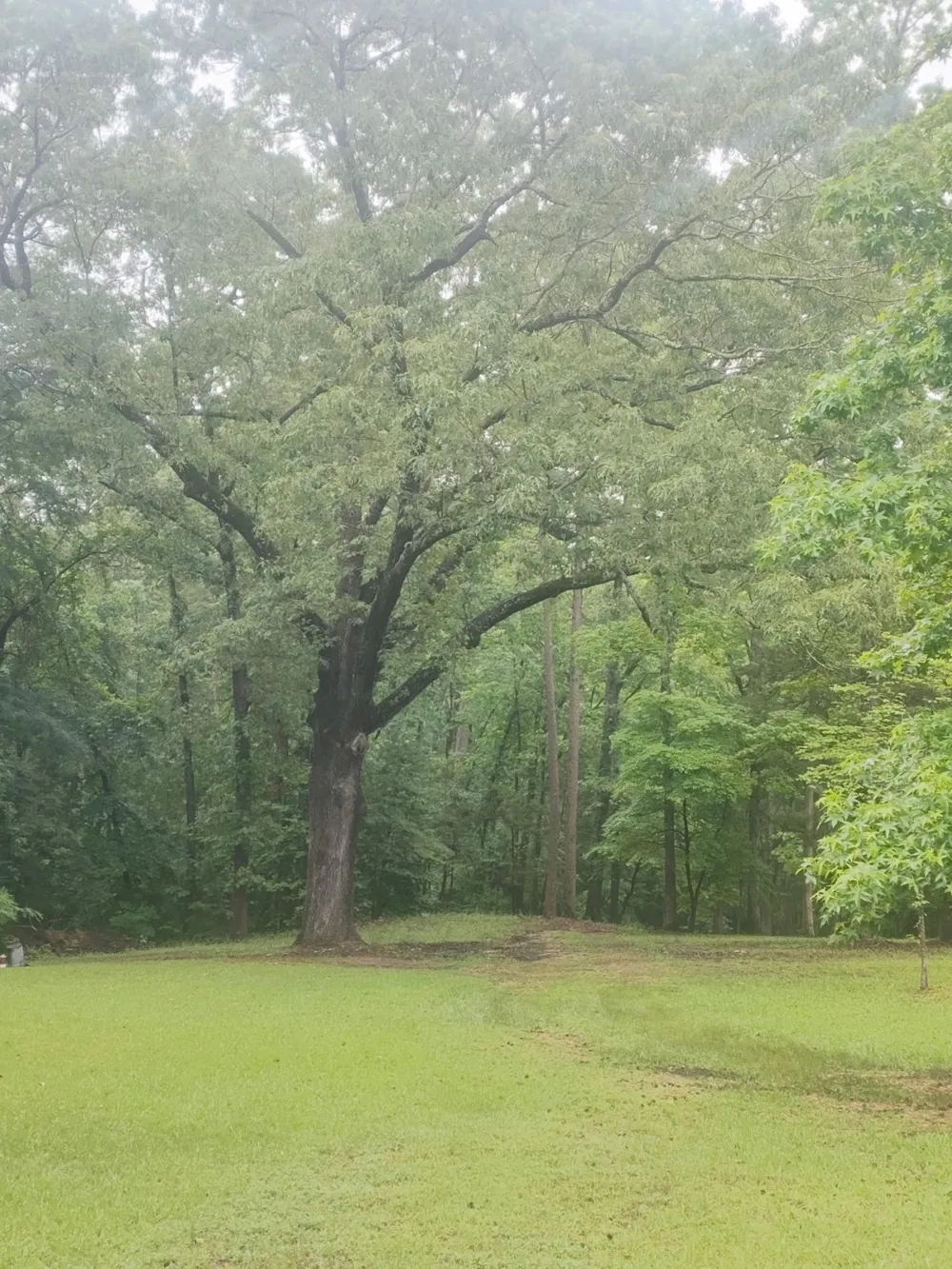 7105 Rodessa Ida Road Ida, LA 71044