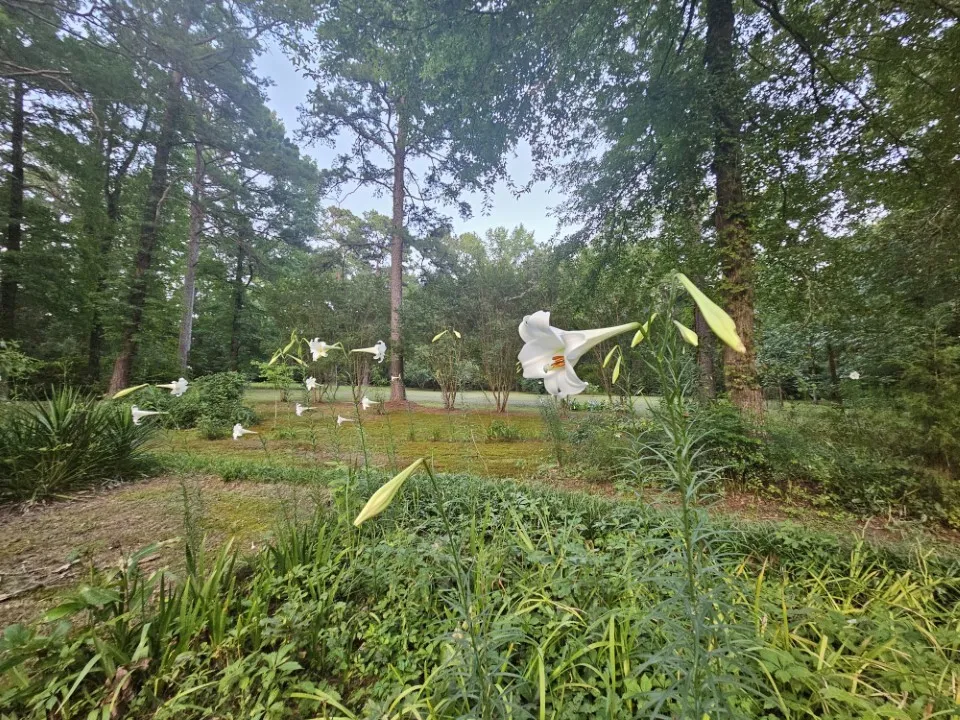 7105 Rodessa Ida Road Ida, LA 71044